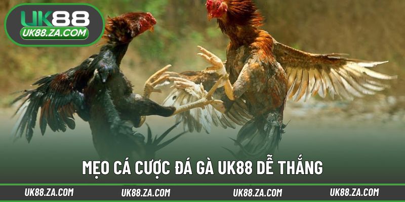 Kinh nghiệm giúp bạn tham gia đá gà hiệu quả hơn